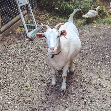 La Pietriccia Farm stay Chianciano Terme