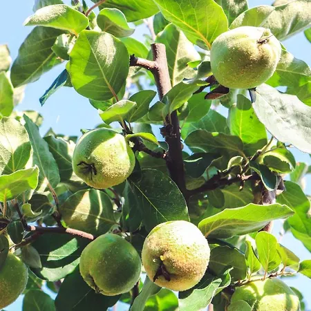 La Pietriccia Farm stay *